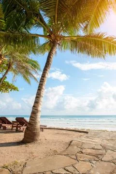 Palm trees at the beach Stock-Fotos