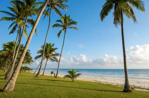 Palm trees at the beach Stock Photos