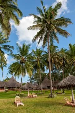 Palm trees at the beach Stock Photos
