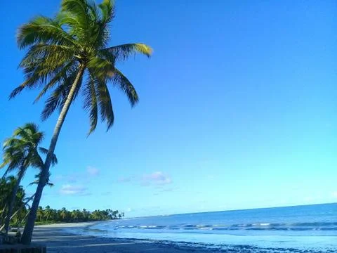 Palm trees on the beach Stock Photos
