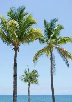Palm trees at beach Stock Photos