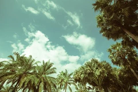 Palm trees on the beach . Stock Photos