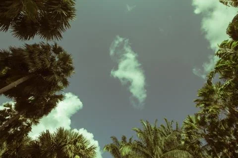 Palm trees on the beach . Stock Photos