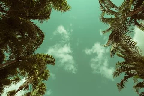 Palm trees on the beach . Stock Photos