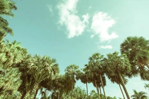 Palm trees on the beach . Stock Photos