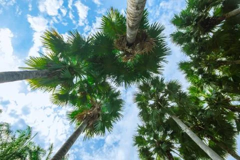 Palm trees on the beach . Stock Photos