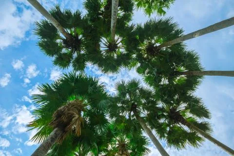 Palm trees on the beach . Stock Photos