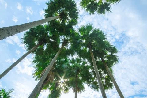 Palm trees on the beach . Stock Photos