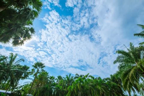 Palm trees on the beach . Stock Photos