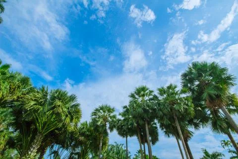 Palm trees on the beach . Stock Photos