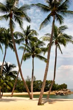 Palm trees on the beach Stock Photos