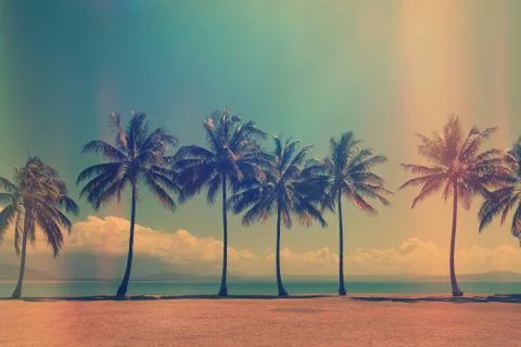 Palm trees on the beach Stock Photos