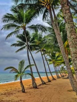 Palm trees on the beach Stock Photos