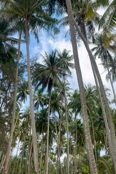 Palm trees on the beach Stock Photos