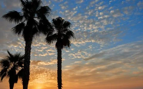 Palm trees on the beach Stock Photos