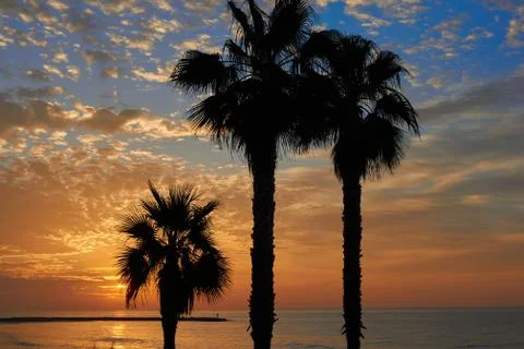Palm trees on the beach Stock Photos
