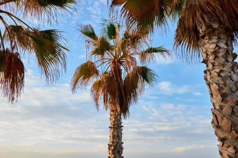 Palm trees on the beach Stock Photos