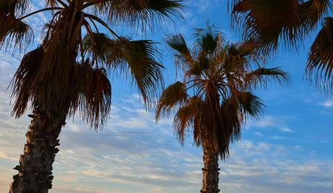 Palm trees on the beach Stock Photos
