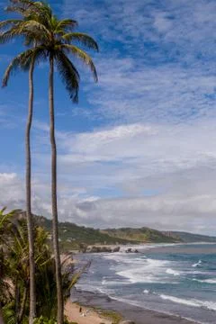 Palm trees on the beach Stock-Fotos