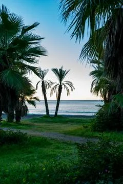 Palm trees on the beach Stock Photos