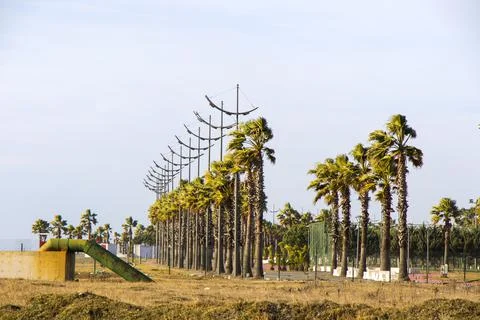 Palm trees on the beach Stock Photos
