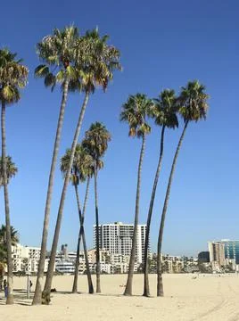 Palm trees on the beach Foto stock