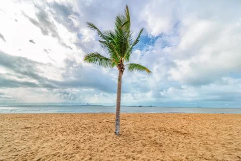 Palm trees on the beach Stock Photos