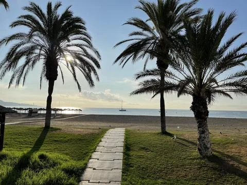 Palm trees on the beach Stock Photos