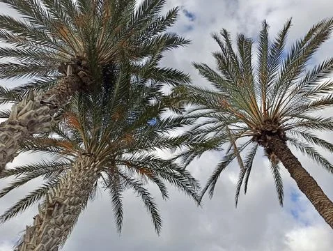 Palm trees on the beach Stock Photos