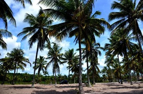 Palm trees on the beach Stock Photos