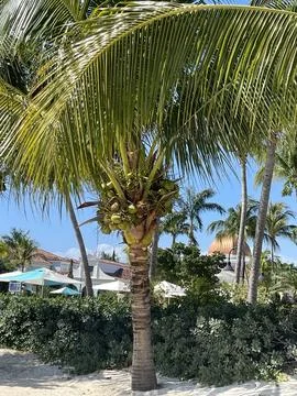 Palm Trees on the Beach Foto stock