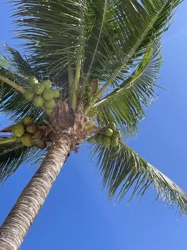 Palm Trees on the Beach Stock Photos