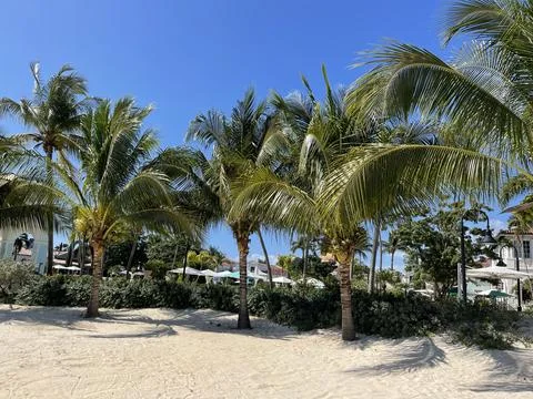 Palm Trees on the Beach Stock Photos