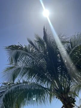 Palm Trees on the Beach Stock-Fotos