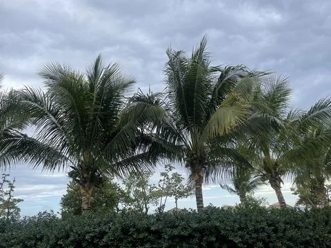 Palm Trees on the Beach Stock Photos