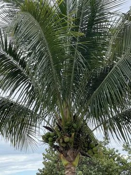 Palm Trees on the Beach Foto stock