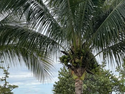 Palm Trees on the Beach Foto stock