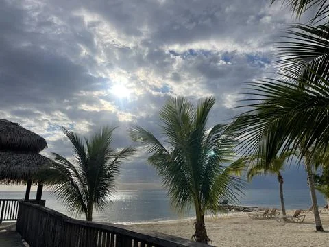 Palm Trees on the Beach Stock Photos