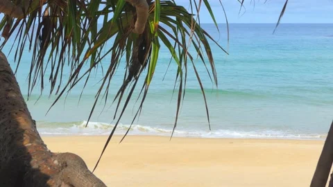 Palm trees on the beach at Phuket Beach, Thailand Vidéo 163492900