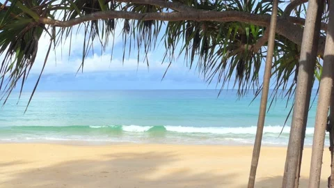 Palm trees on the beach at Phuket Beach, Thailand 库存影片 163493036