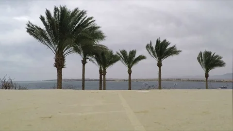 Palm Trees Beach Resort Stock Footage 74070124