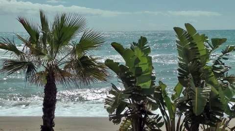 Palm trees beach sea waves moving back lit Stock Footage 48622526