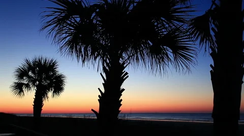 Palm Trees at beach silhouette at dawn Video stock 49227371