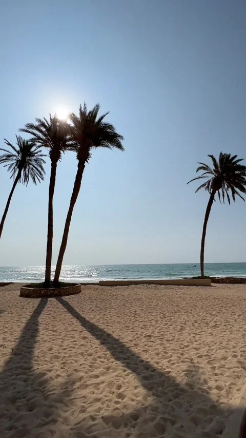 Palm trees beach silhouette sun flare ocean view Djerba Tunisia travel HD Stock Footage 342078476