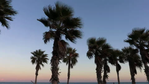 Palm Trees at Beach - Slow Motion 動画素材 196827161