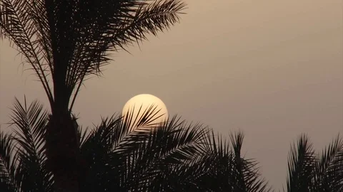 Palm trees on the beach at sunrise Stock Footage 91786491