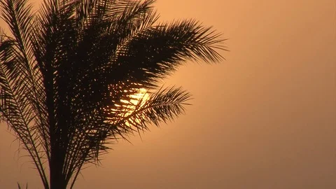 Palm trees on the beach at sunrise Stock Footage 91786567