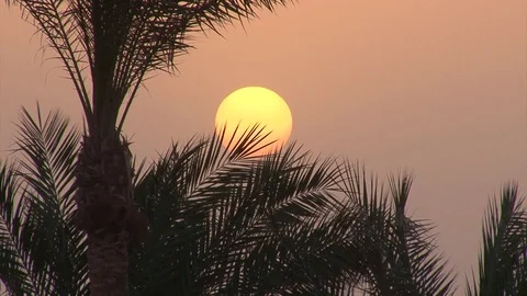 Palm trees on the beach at sunrise Stock Footage 91786582