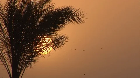 Palm trees on the beach at sunrise Stock Footage 91786624