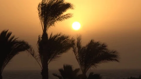 Palm trees on the beach at sunrise Stock Footage 91786643